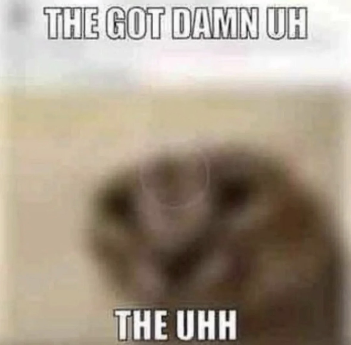 raccoon aesthetic. tweet media