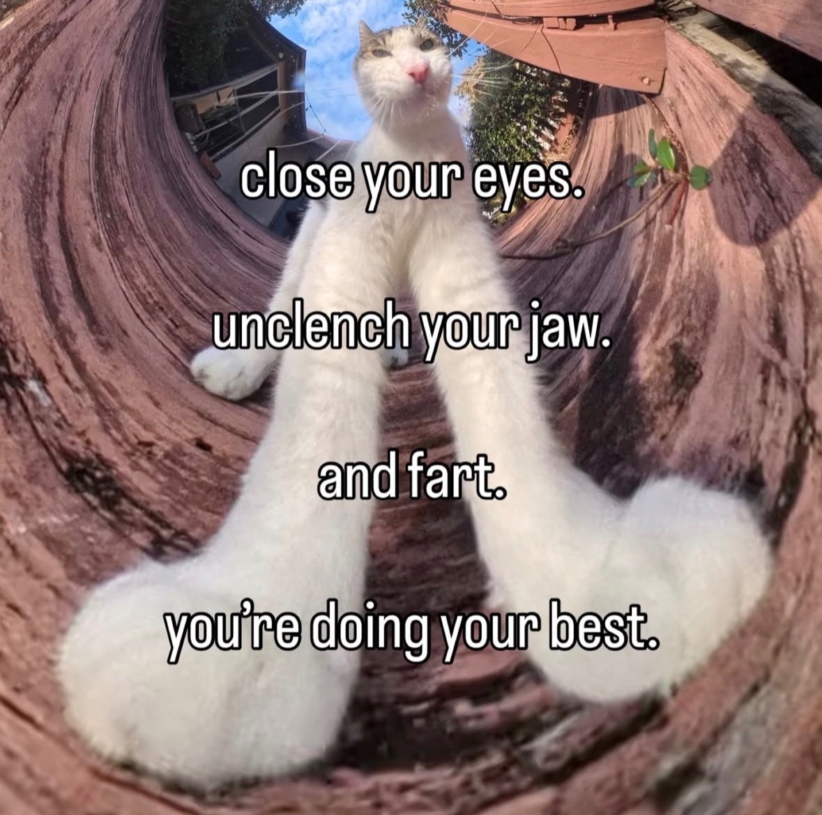 raccoon aesthetic. tweet media