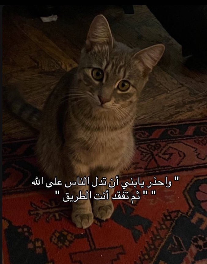 Arab Memes tweet media