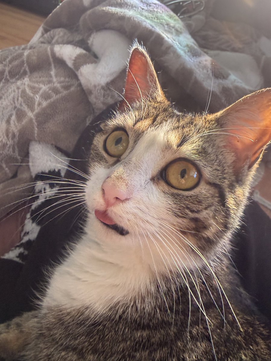 vampi .⋆♱ tweet media