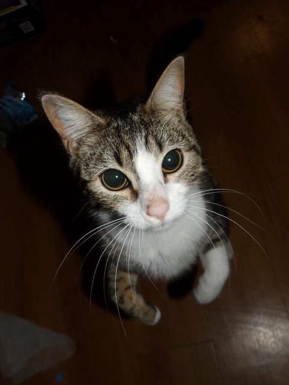 vampi .⋆♱ tweet media