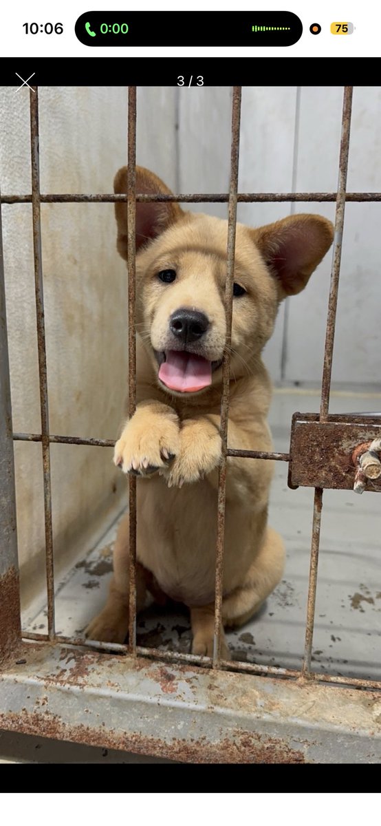 하남시 보호소 입양홍보 tweet media