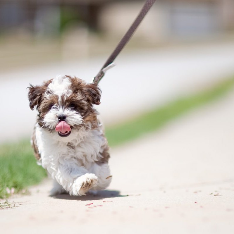 Edmonton Humane Society tweet media