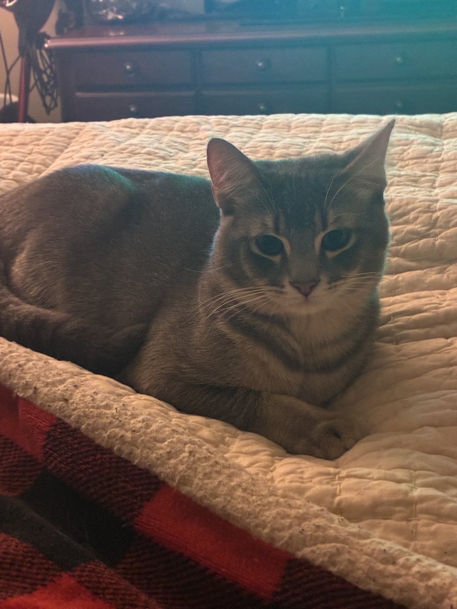 WACKY MOLE ! ! ! ! ! ! tweet media