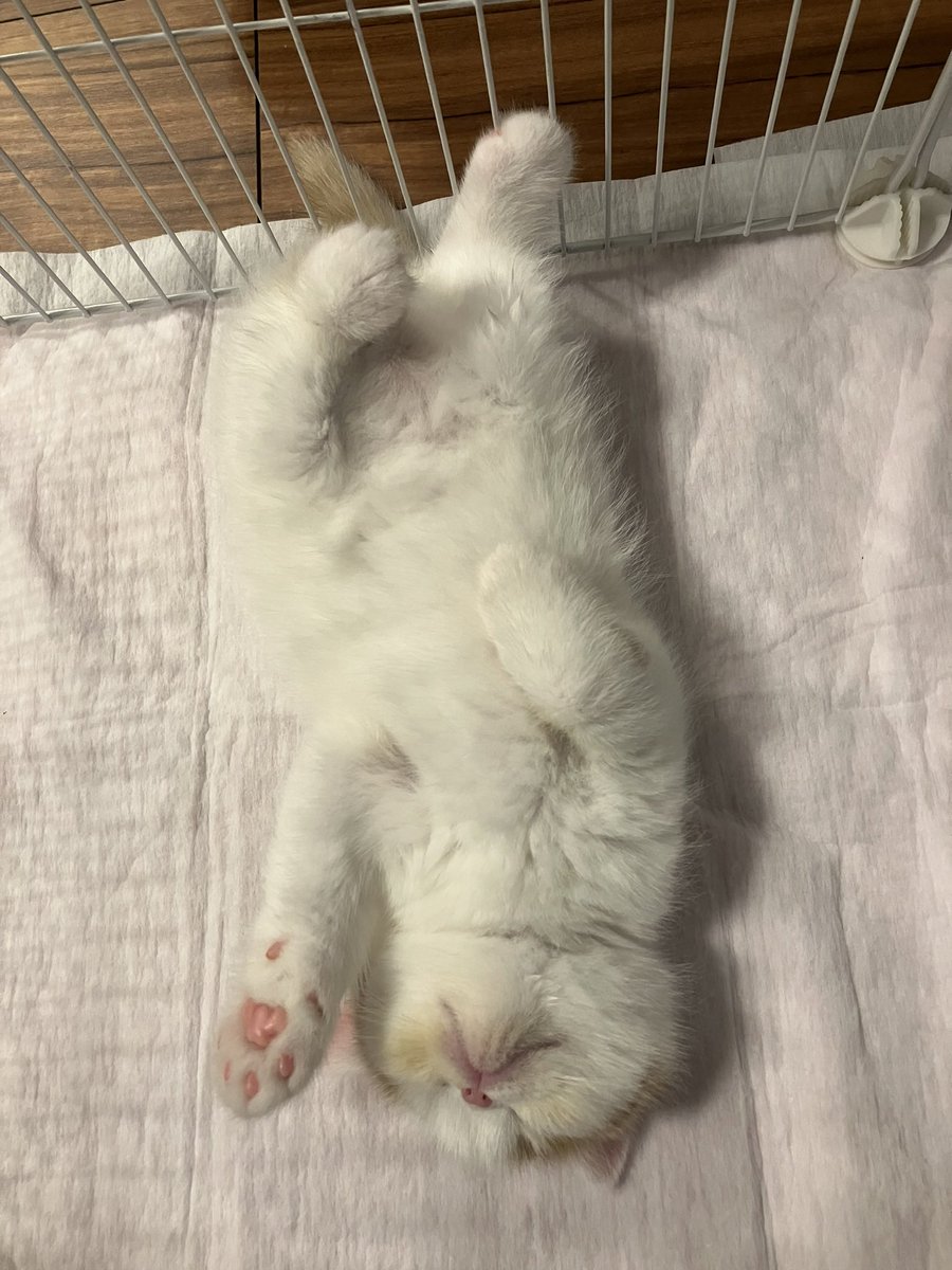 エキゾのきなこさん。 tweet media