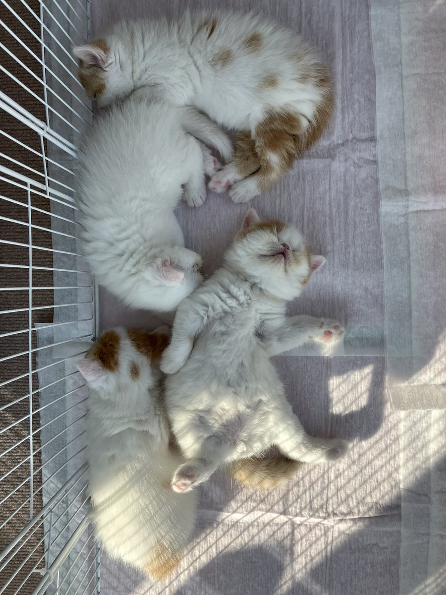 エキゾのきなこさん。 tweet media