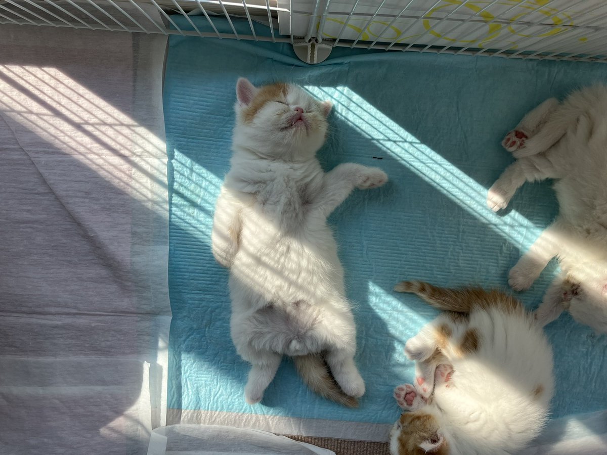 エキゾのきなこさん。 tweet media