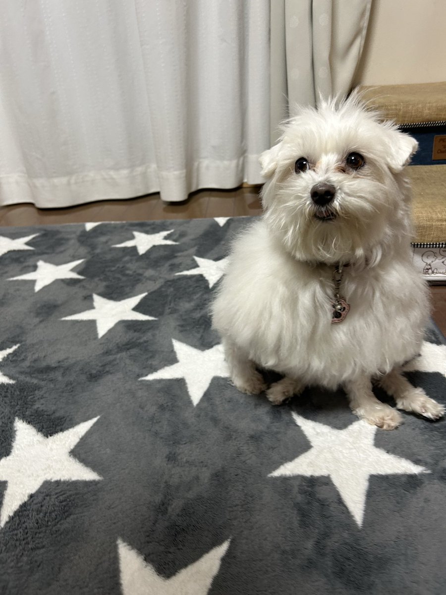 ハルくん tweet media