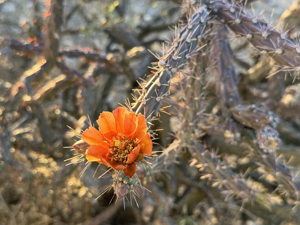 The Metaxy tweet media