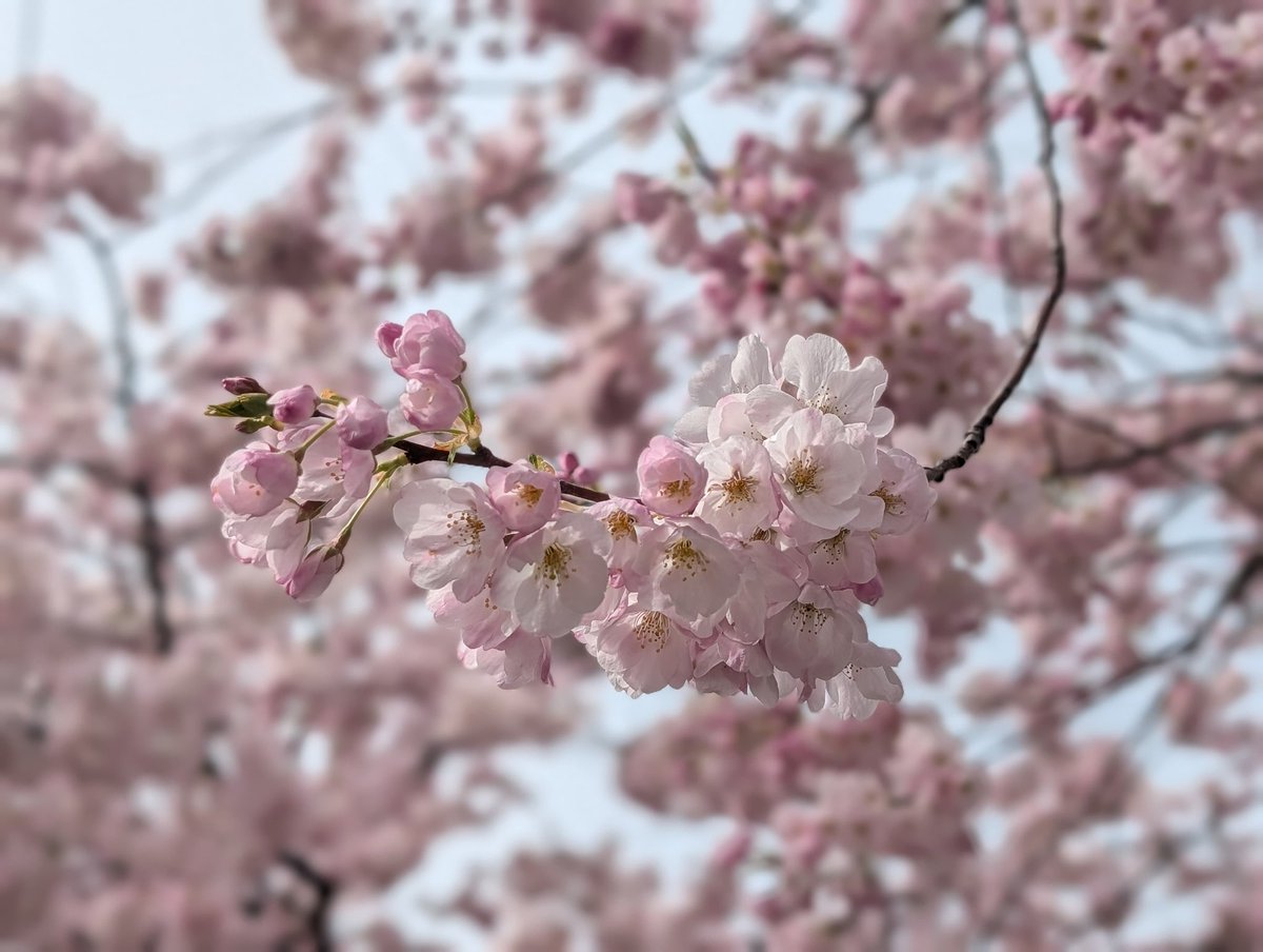 rei ♡ rzrs' angel 🩵🪽 tweet media