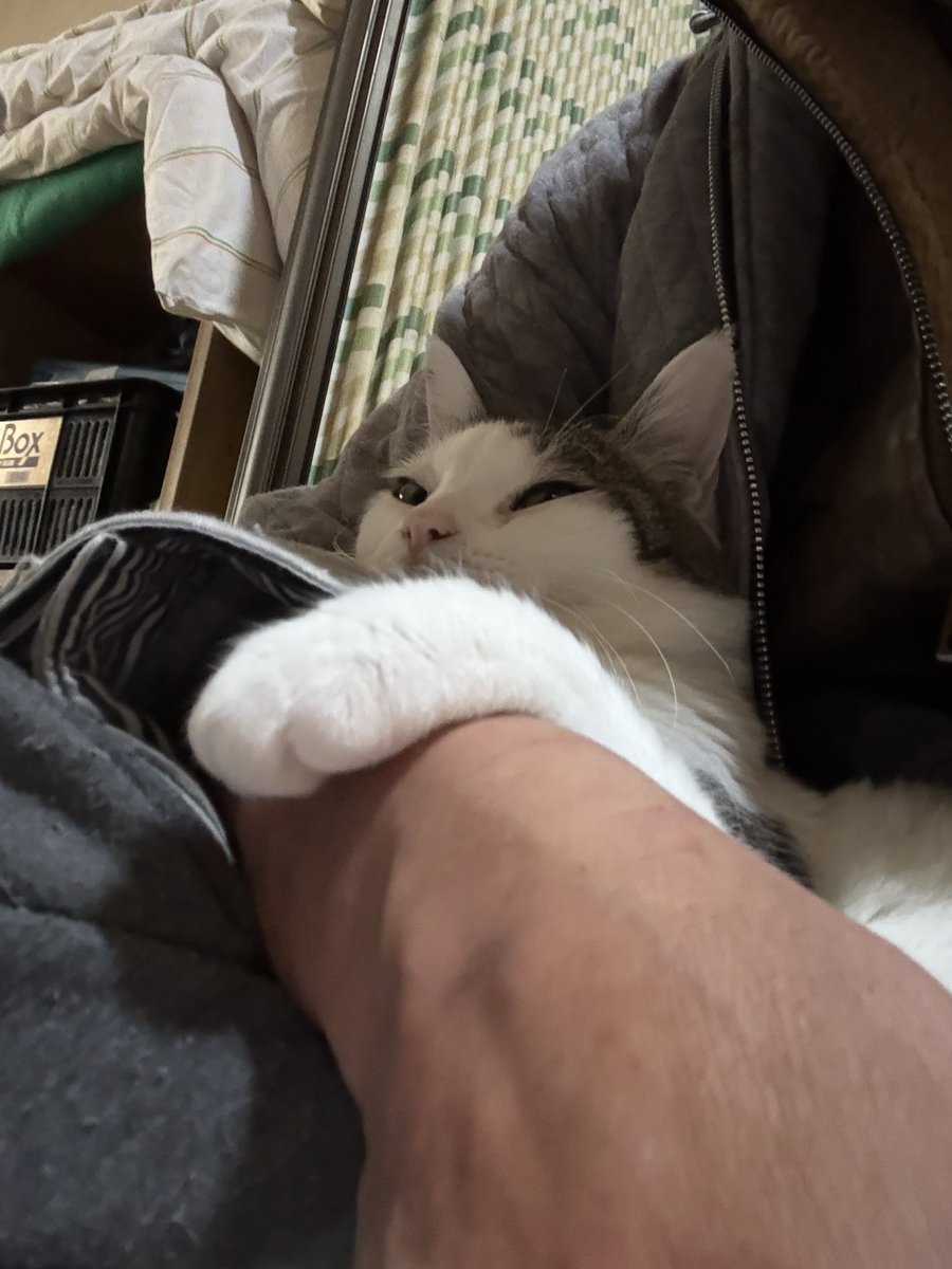 フクにゃん tweet media