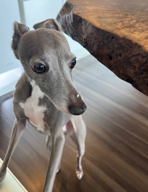 ささきひろしᥬ🐷ᩤです tweet media