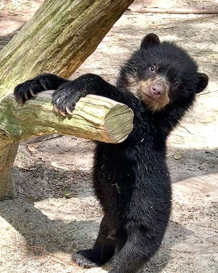 Todo Dia Ursos tweet media