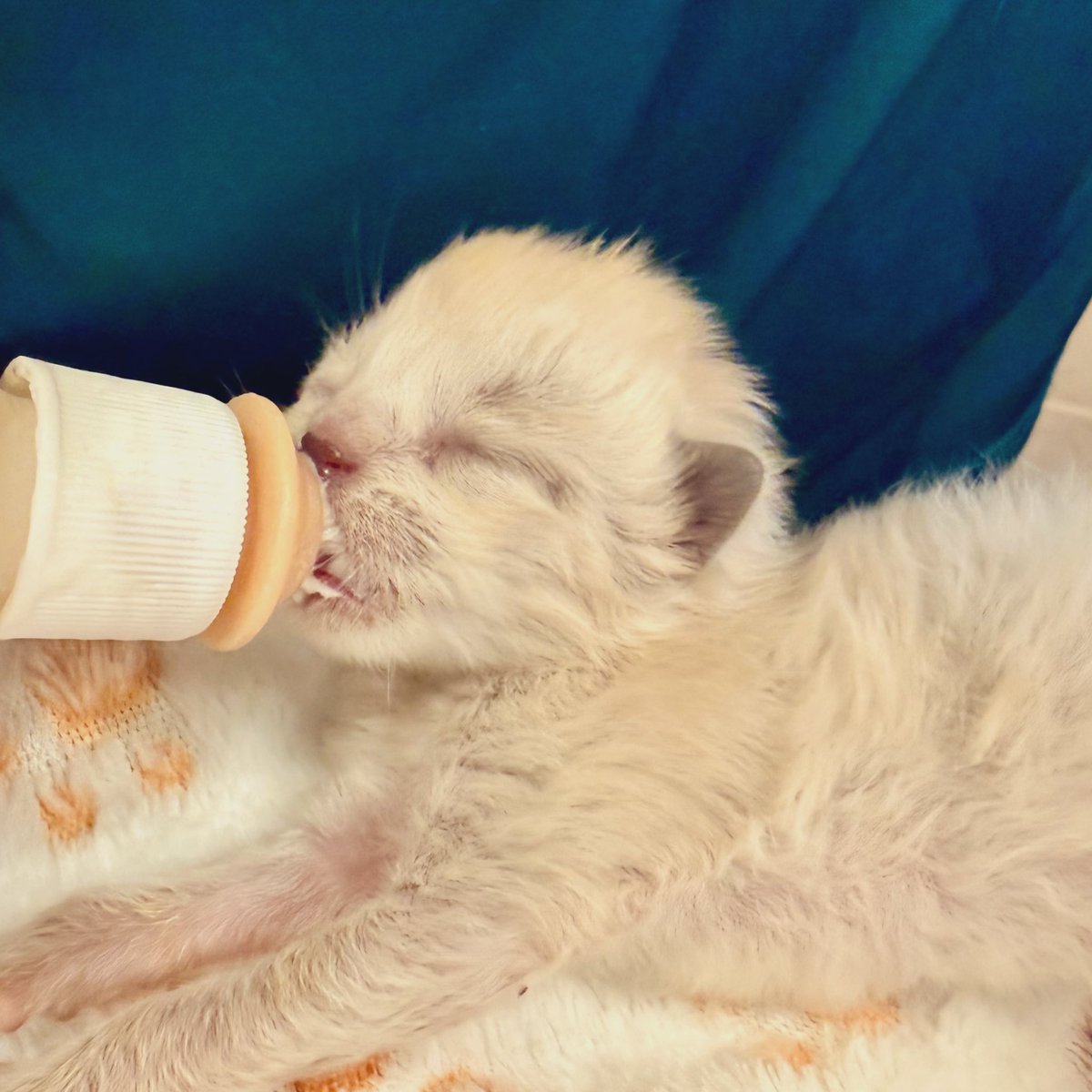 hi I’m Hank tweet media