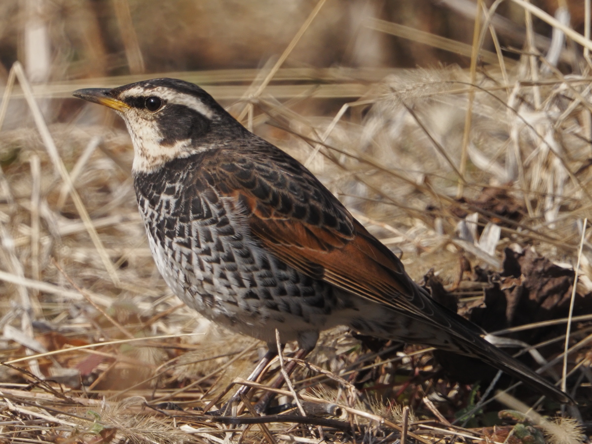 HszDGU3tpa6472's tweet photo. #ツグミ #DuskyThrush #鳥 #鳥の写真 #野鳥写真 #野鳥 https://t.co/I0amnXBvm3