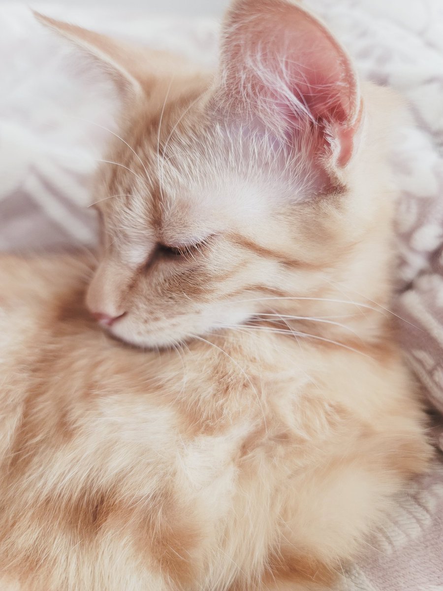 바르칼 락타르 tweet media