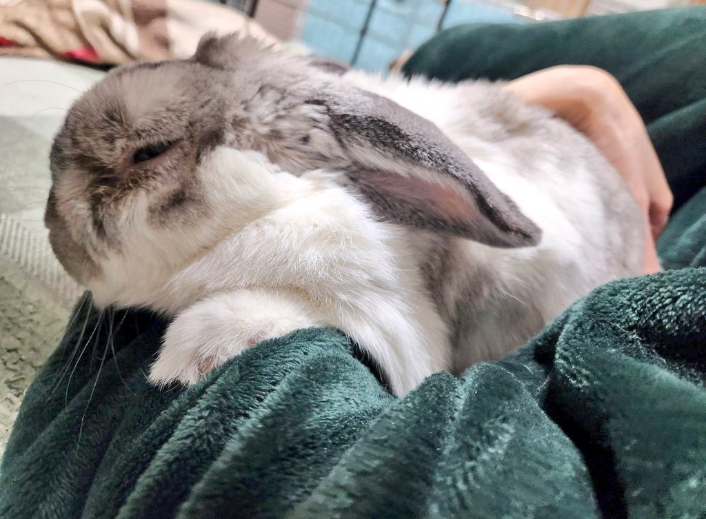 むみすけ tweet media