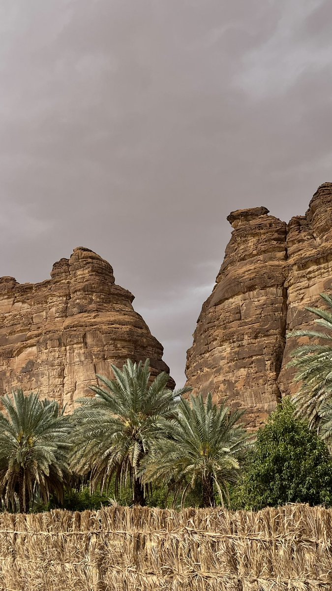 زياد منير الحجيلي tweet media