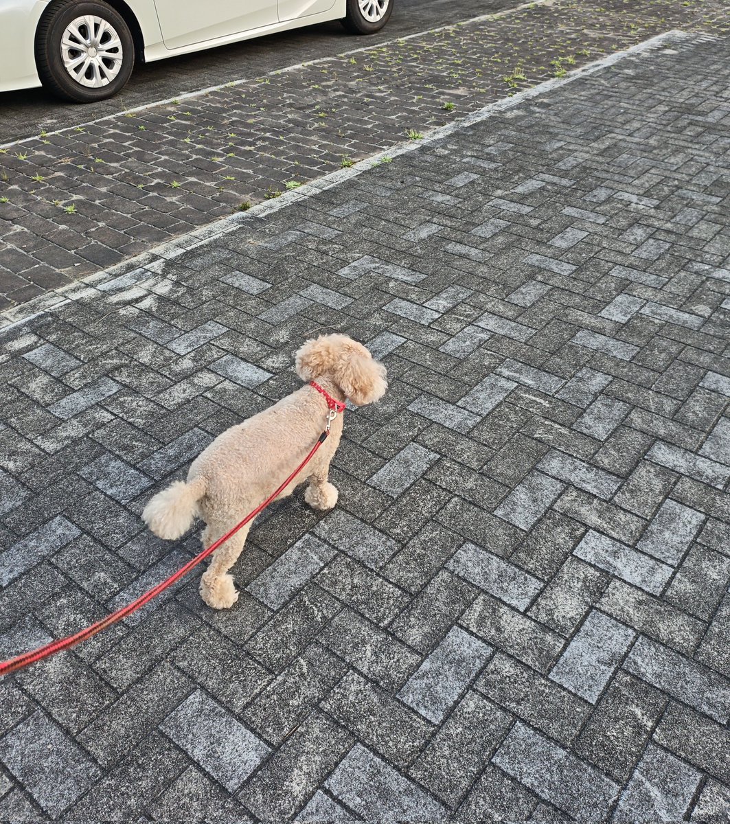 くすもっちぃ tweet media