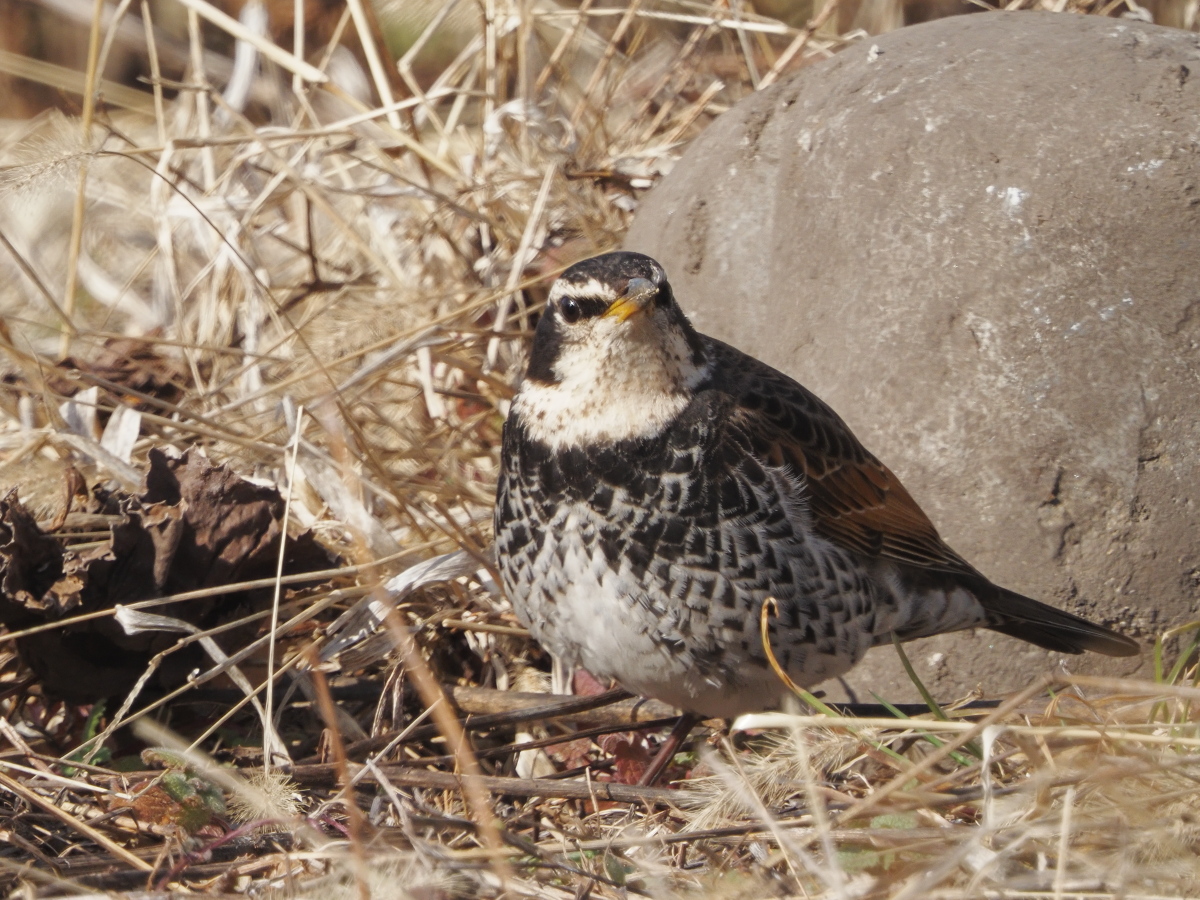 HszDGU3tpa6472's tweet photo. #ツグミ #DuskyThrush #鳥 #鳥の写真 #野鳥写真 #野鳥 https://t.co/RfXjEfrF1f