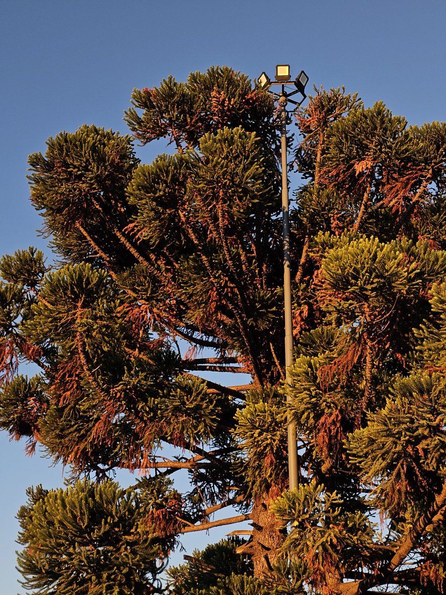 サンテイアゴ tweet media