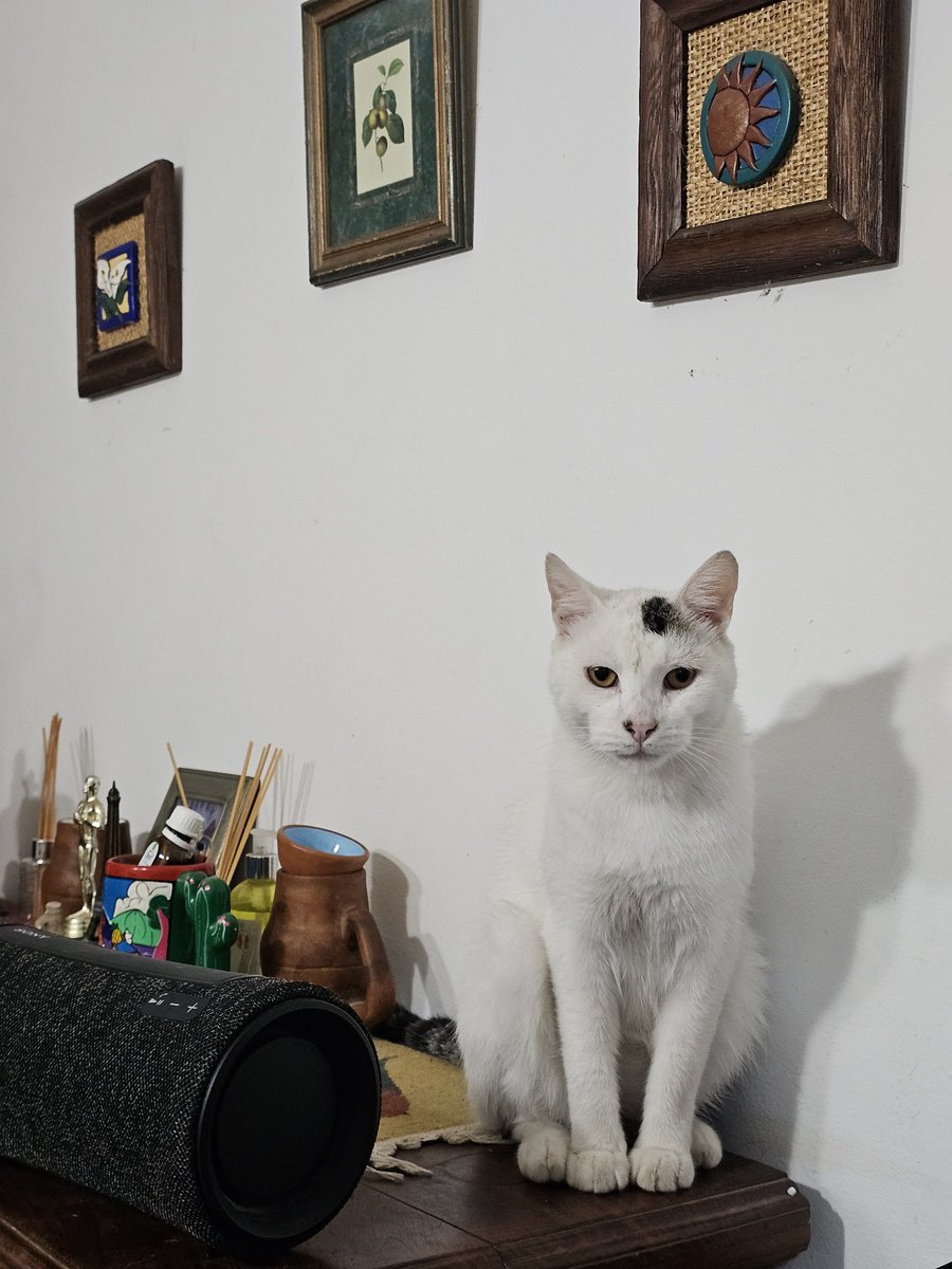 サンテイアゴ tweet media