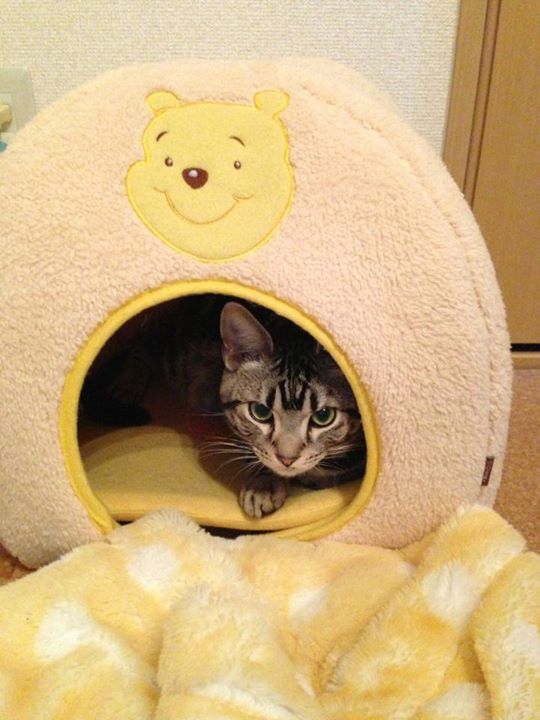 バロンさん tweet media