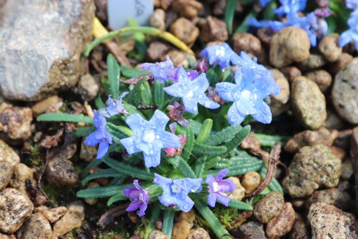 咲くやこの花館 tweet media