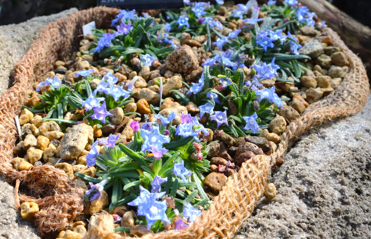 咲くやこの花館 tweet media