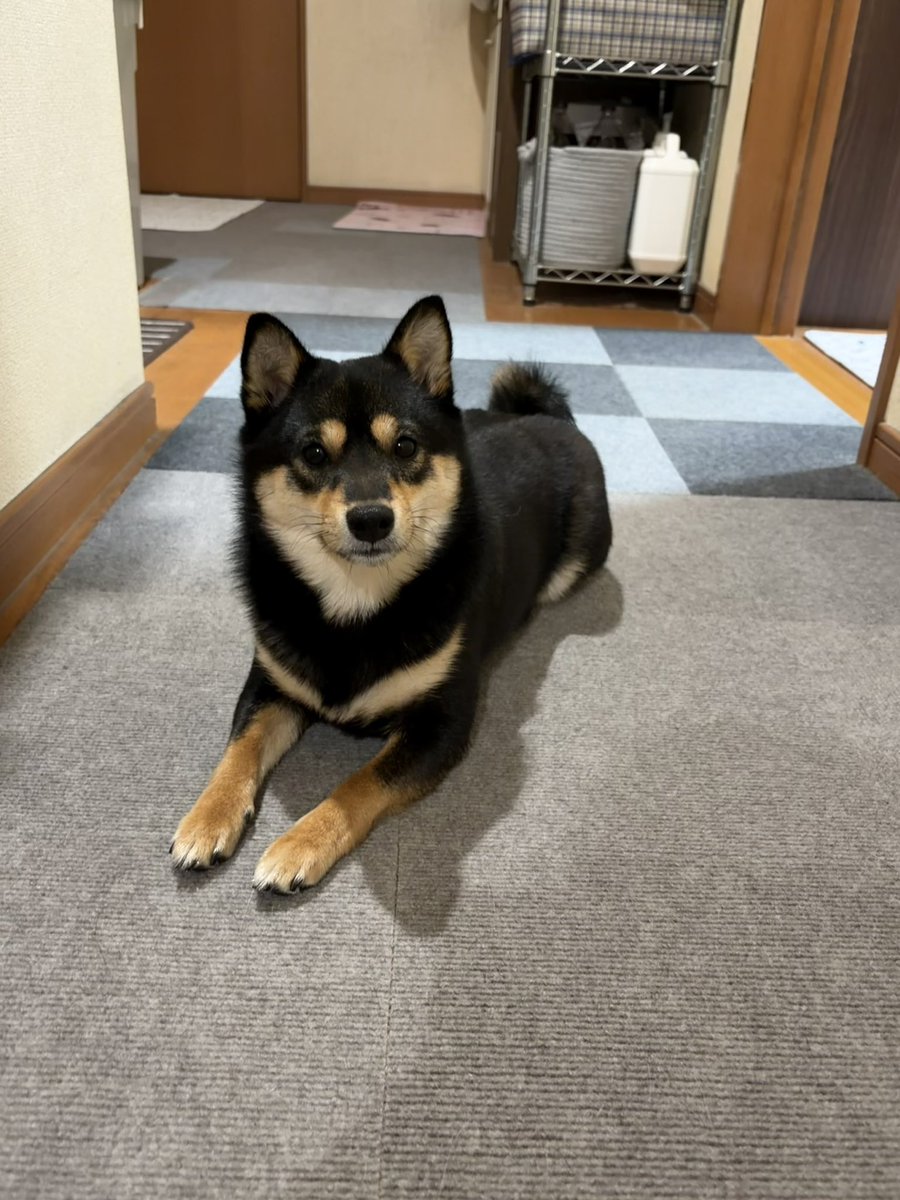 黒柴　こまち tweet media