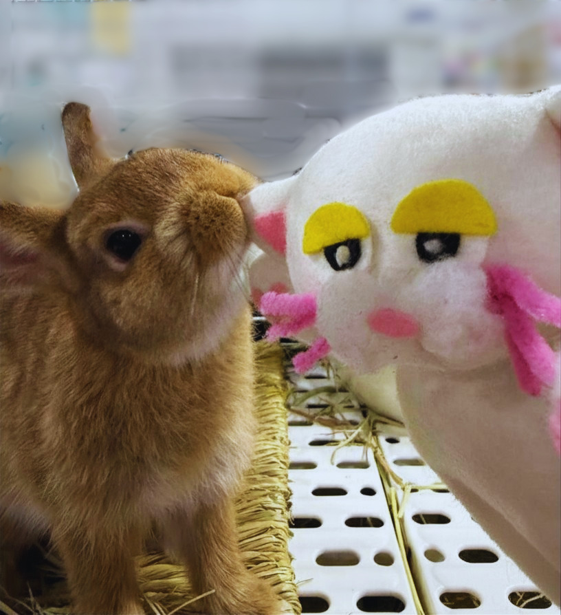 PETBOX オムとファムのふたりごと tweet media