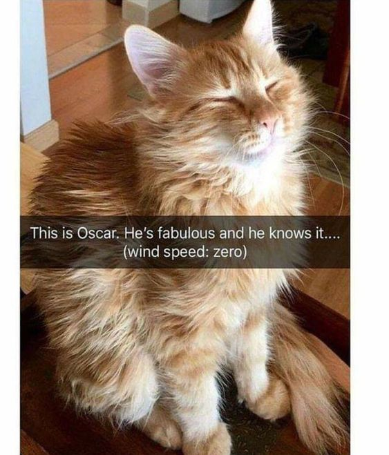 WholesomeMemes tweet media