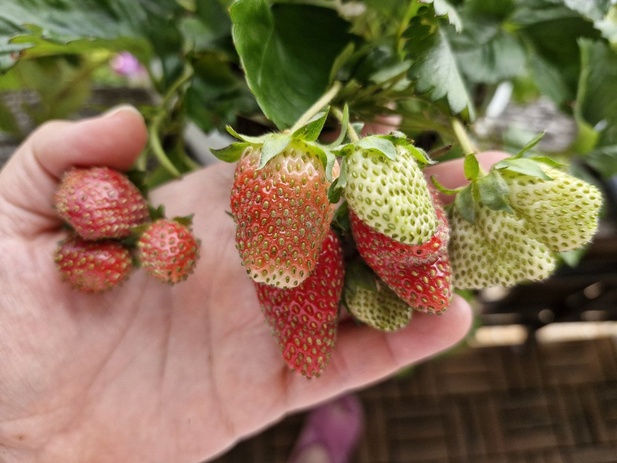 ☣️ Feral Queen STR 😈 tweet media