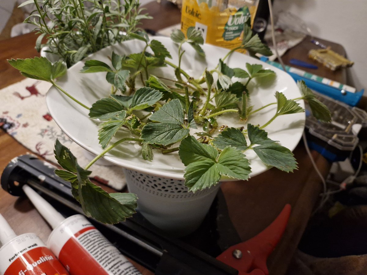 ☣️ Feral Queen STR 😈 tweet media