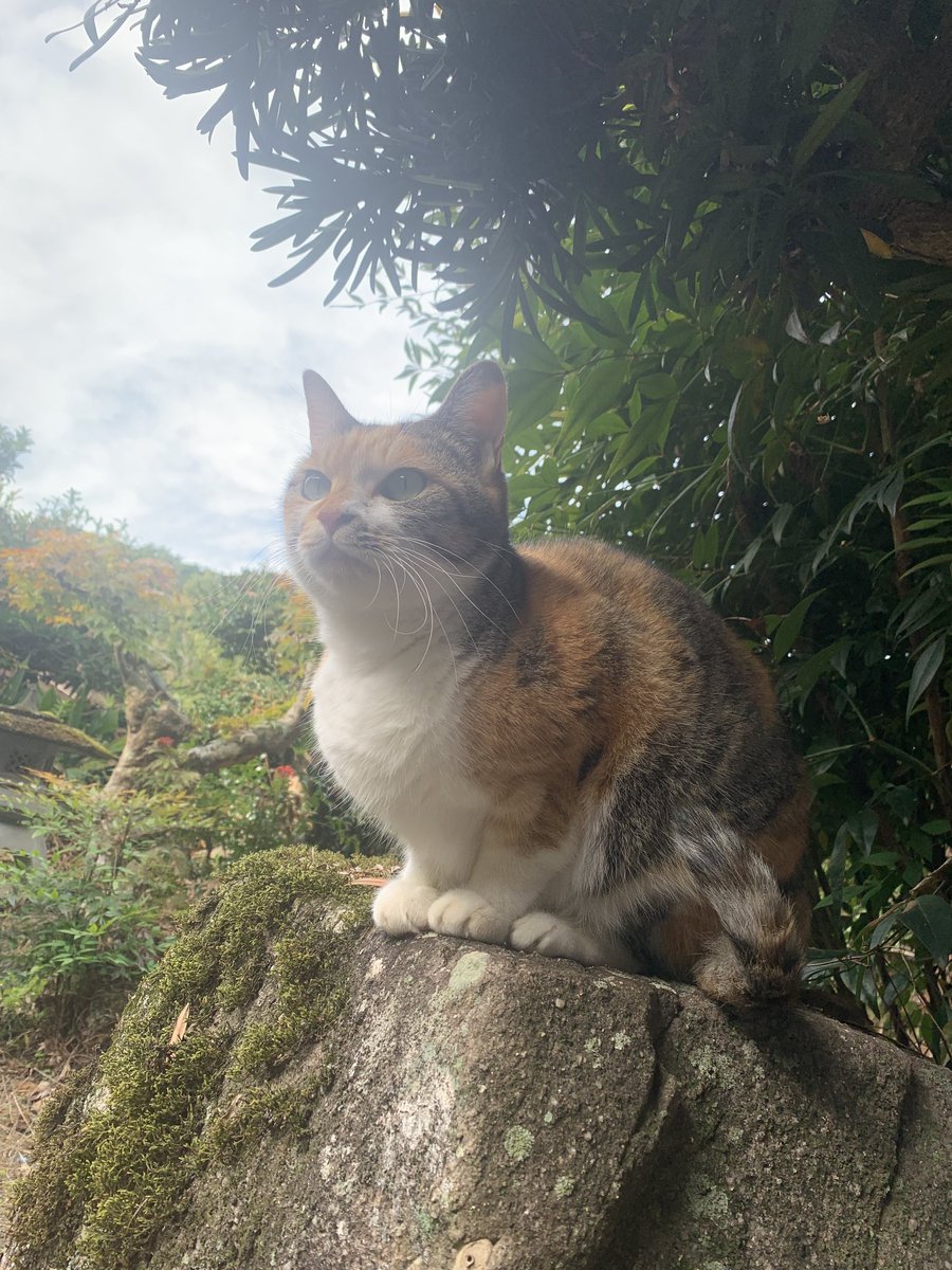 絶倫大仙人朔夜13ぱんだぜー ฅ•ω•ฅ tweet media