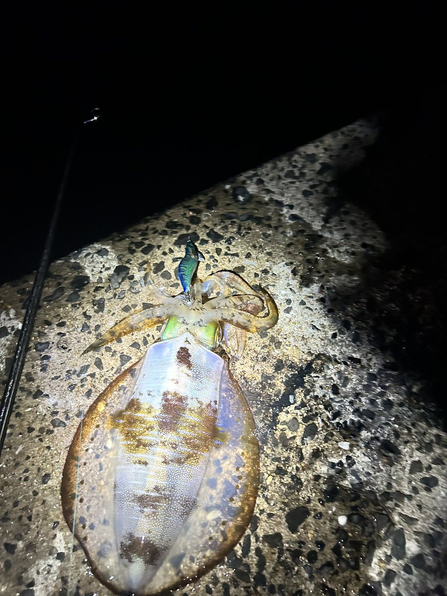 Fish throttle (クソ雑魚アングラー) tweet media