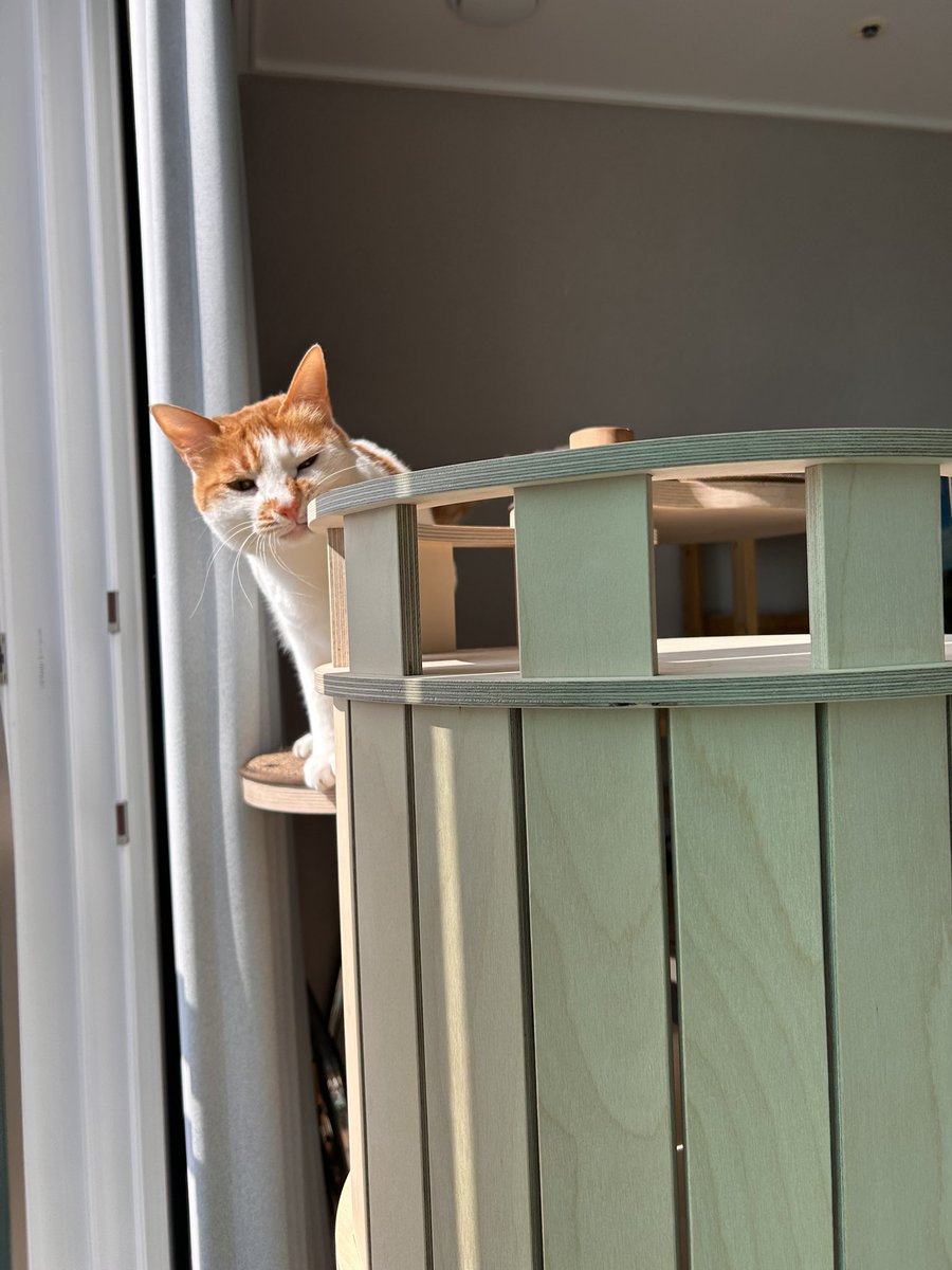 납작이에요🍙 tweet media