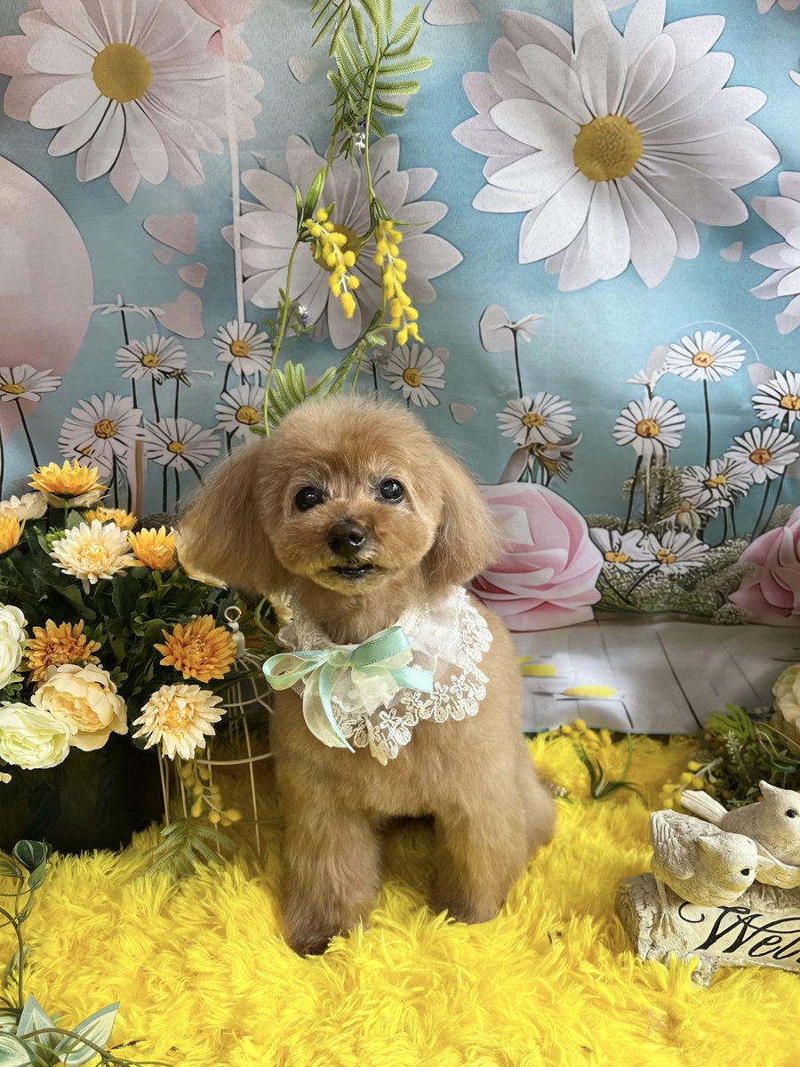 Inu_Chewbacca's tweet photo. 今月のチョビ https://t.co/xcY09O2w4w