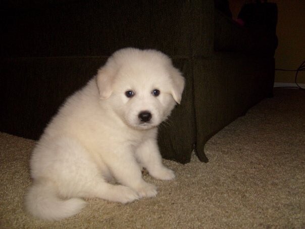 NORO 嵐 野呂🐶🩸 tweet media