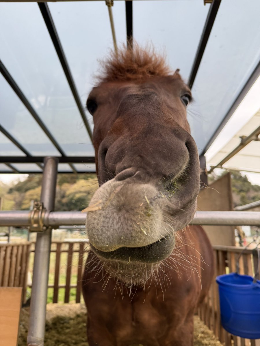 チビスケGO tweet media