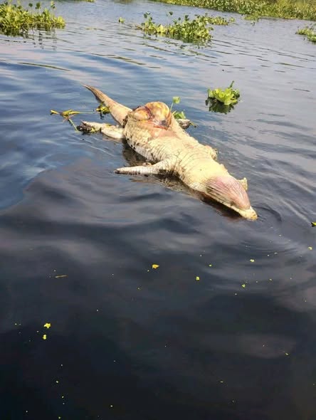 Marco Antonio Aguirre tweet media