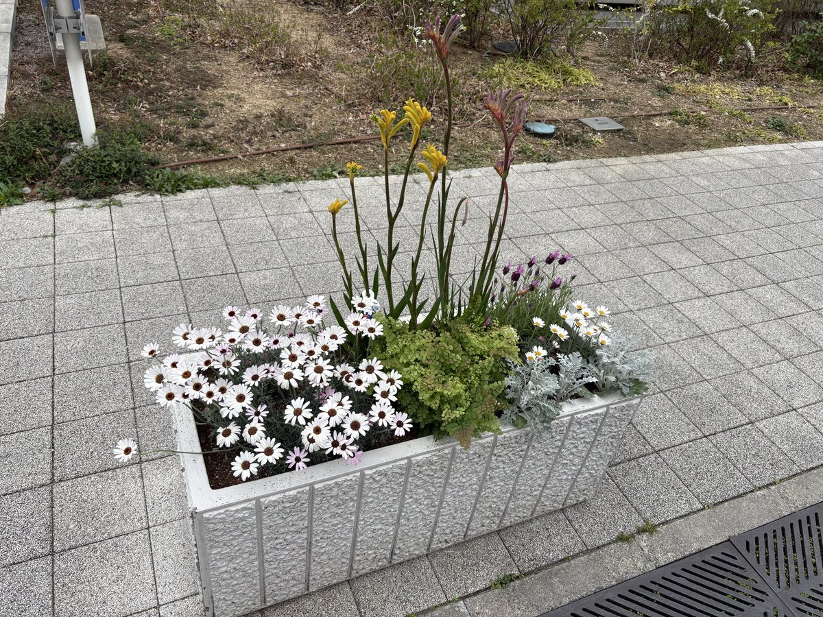9reeen's tweet photo. プランター植替え💐
毎年3月はカンガルーポー🦘をメインに。
珍しさから道行く人が振り返ってくださります✨ https://t.co/d2p75BEVuF