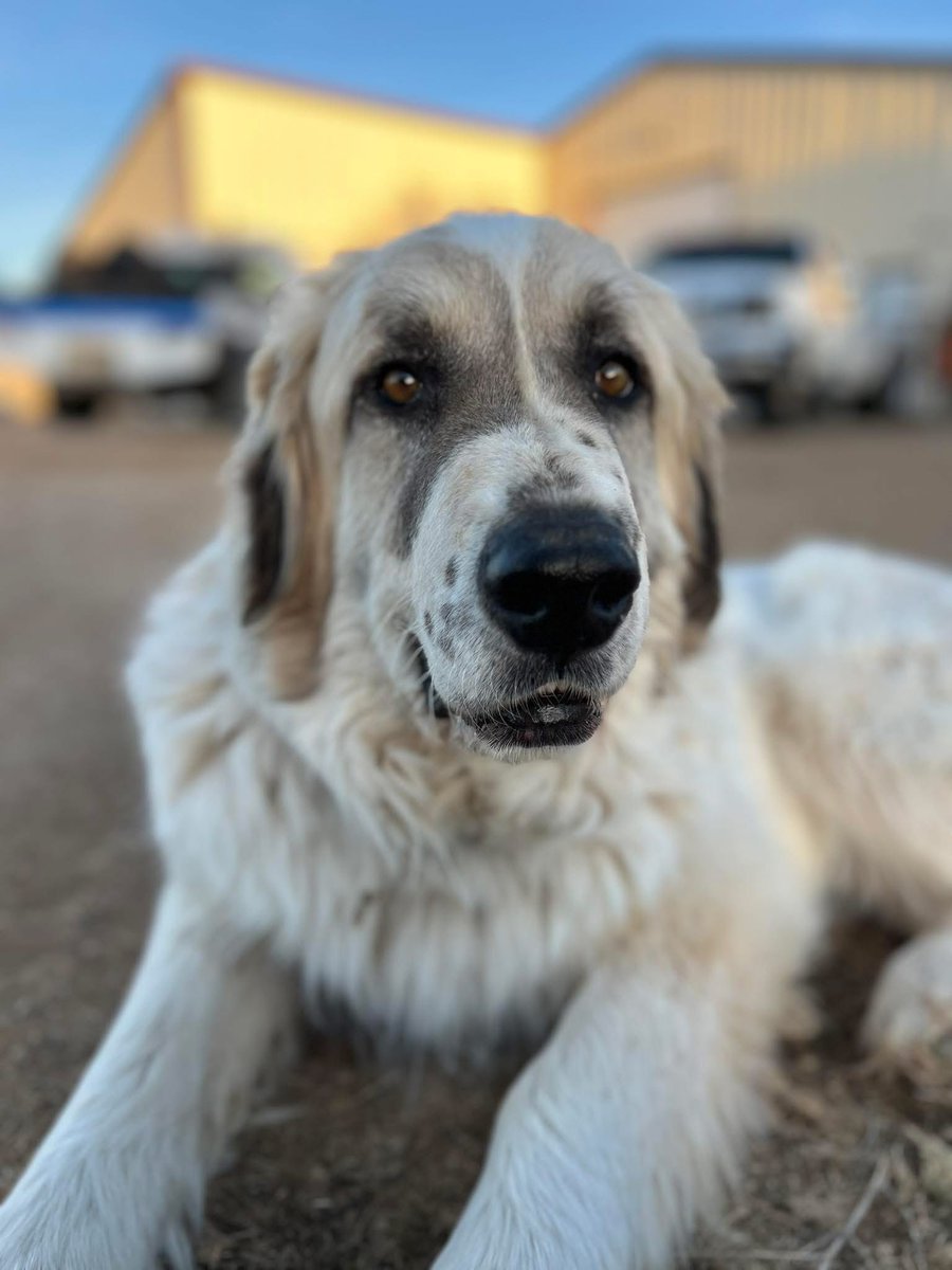 RussianBerner's tweet image. Sharing a post from the Denkai Animal Sanctuary in Hesperus, Colorado -  denkaisanctuary.org

“Sampson Needs His Person ❤️‍🩹

Sampson is still waiting.

This two-year-old #GreatPyrenees should already be in a home, but instead he’s sitting in rescue while we search for the one