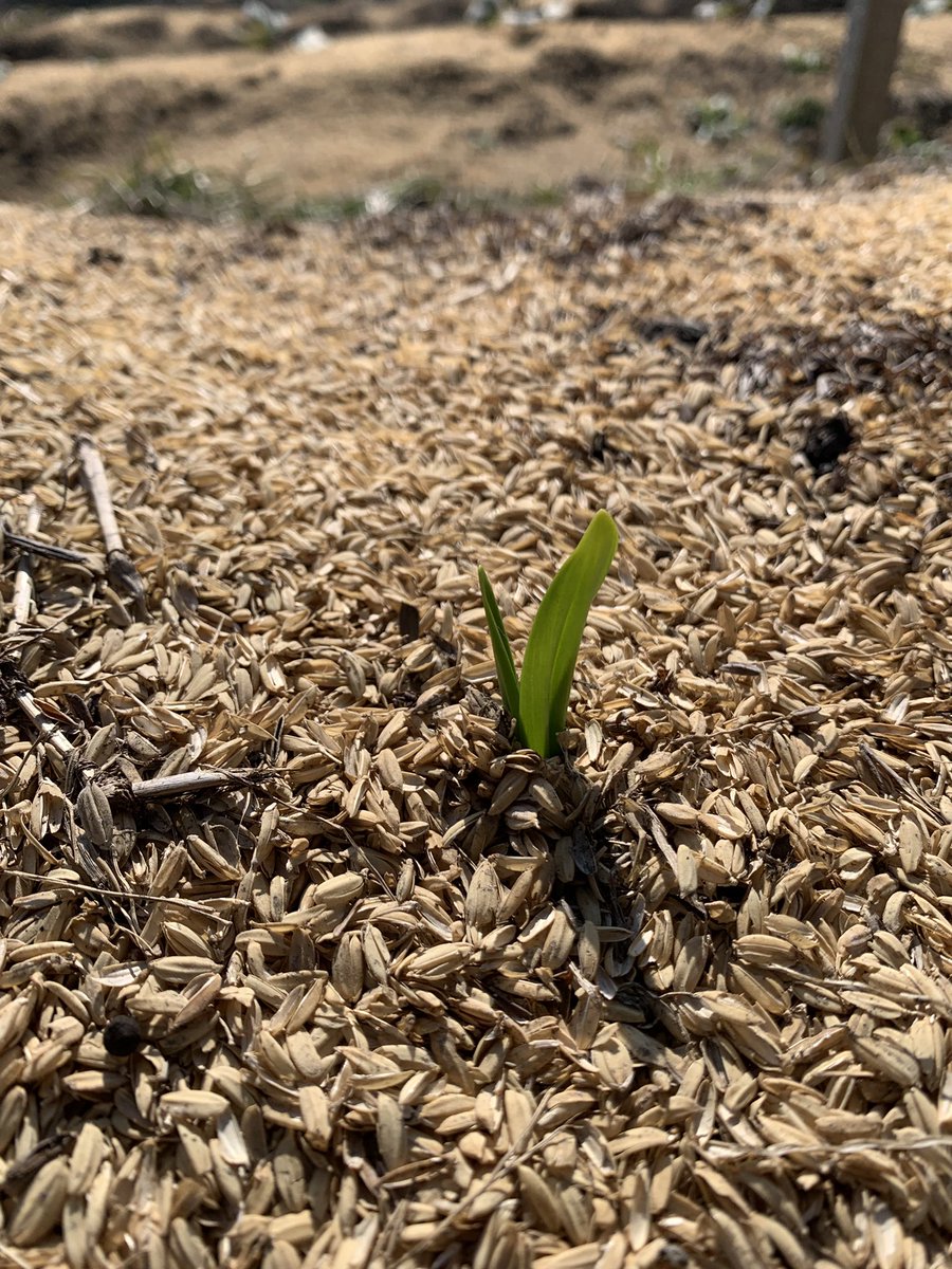 れぷりか＠こもれび農園「ねこのひたい🐈」 tweet media