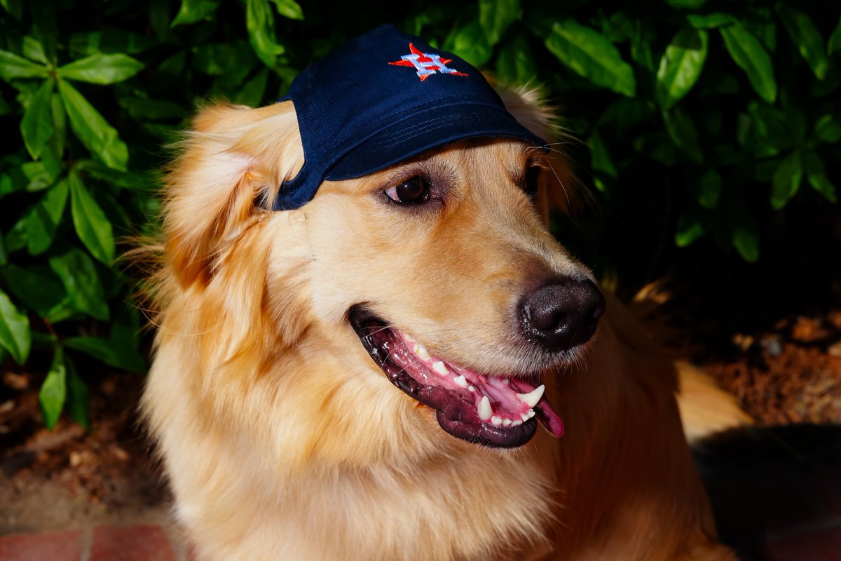 Houston Astros tweet media