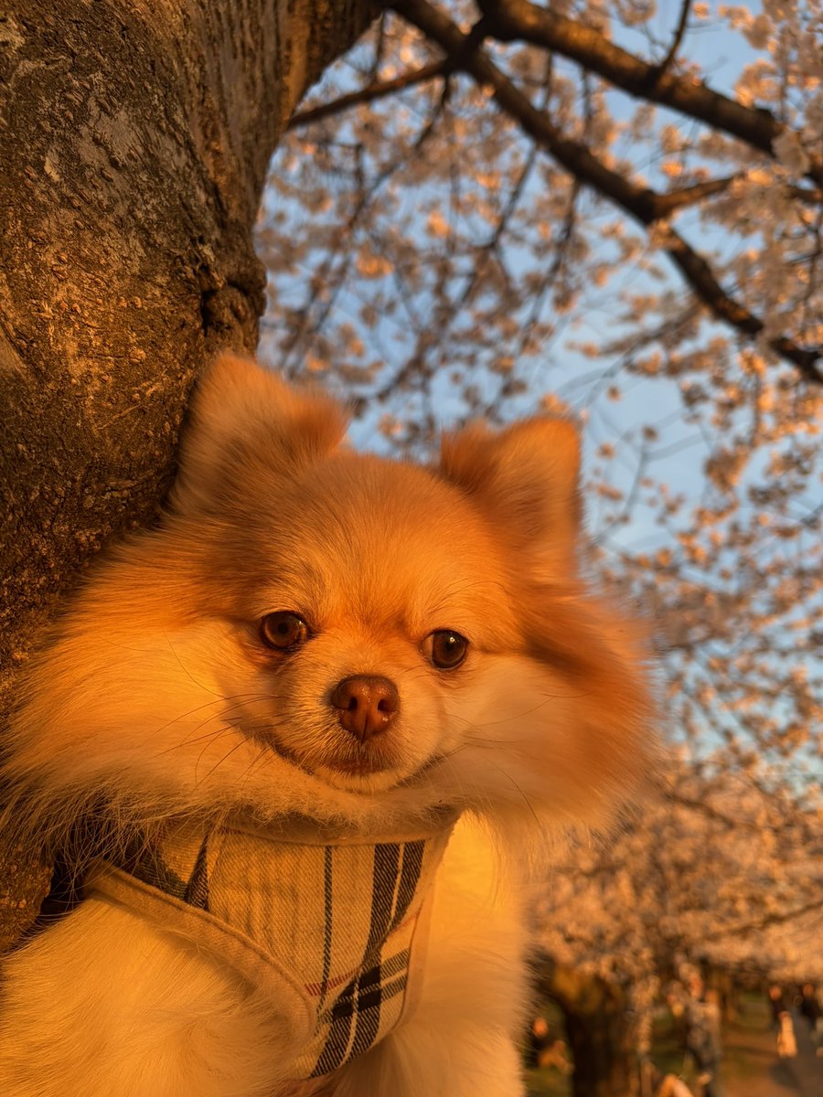 inari🎀 tweet media