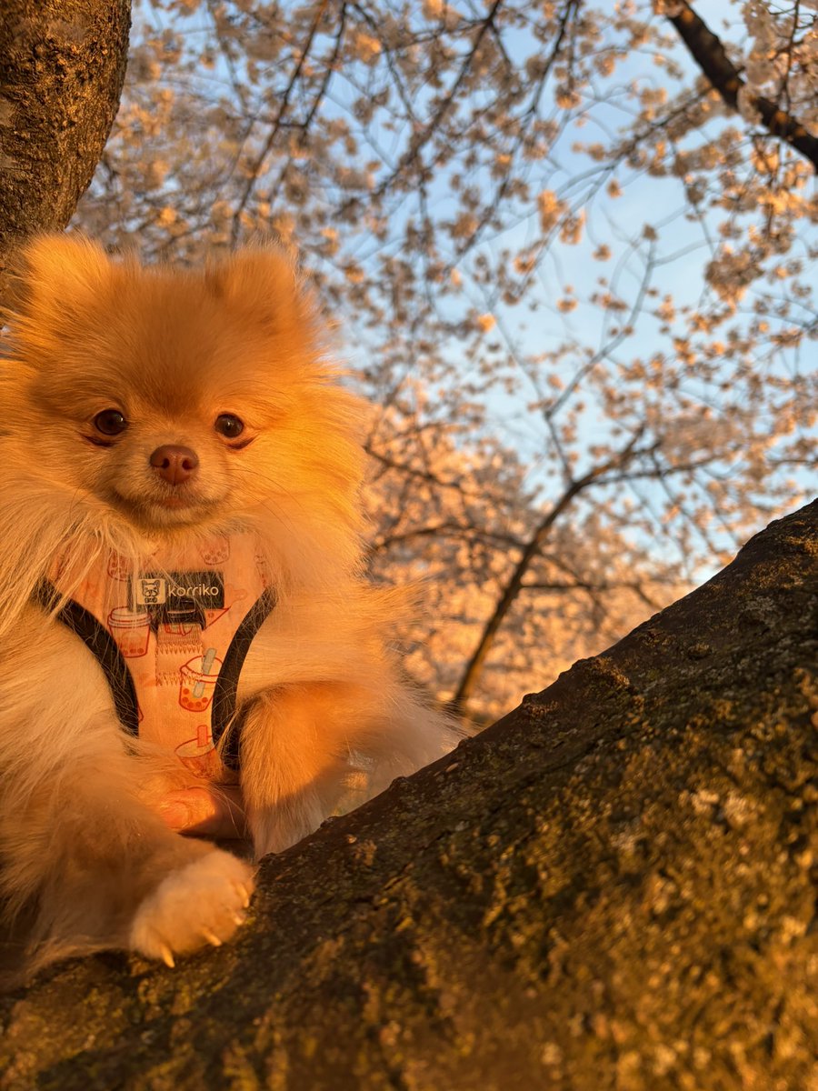 inari🎀 tweet media