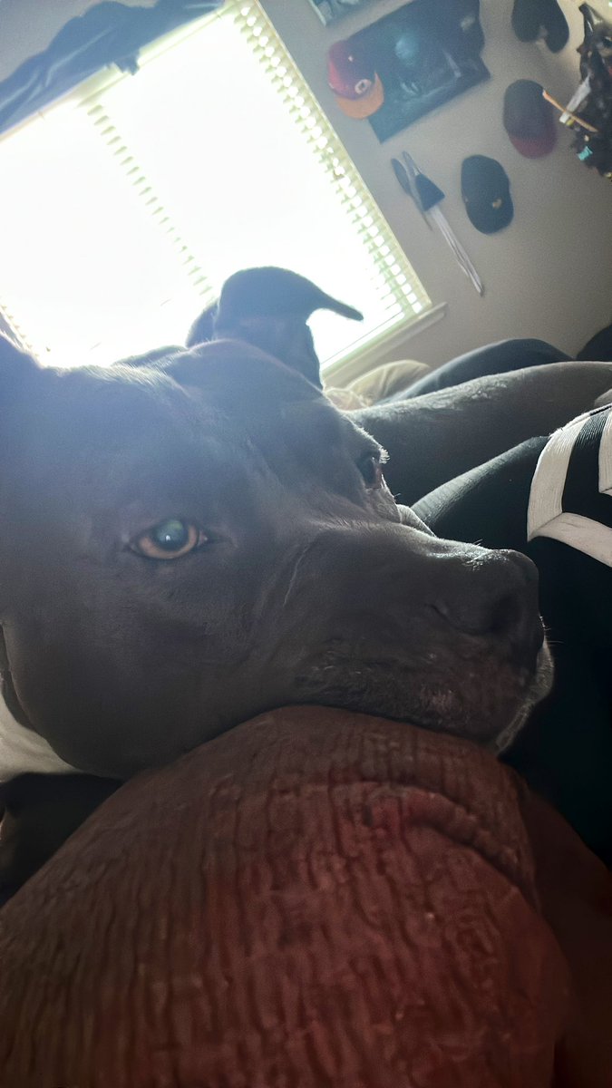 ajfalcon411's tweet photo. She’s sooo mad the tacos are late lol #Doja #AngryDog https://t.co/QD8ROHaGaN