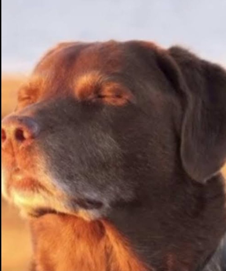 RED/caiozxw7 tweet media