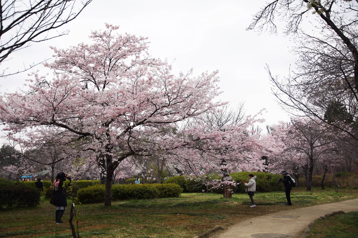 神代植物公園 【公式】 on X: 